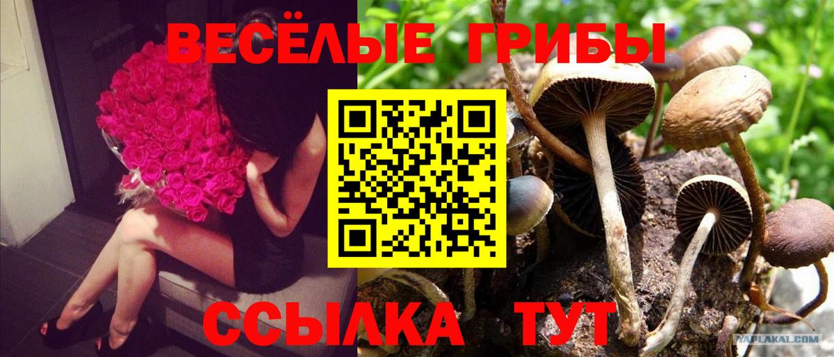 Псилоцибиновые грибы Psilocybine cubensis  Вход с VPN  Коммунар 